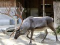 ZOO-Viden 24 srpen 2014 850.JPG